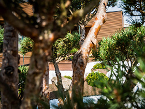 Japanese garden